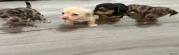 Jackshund dogs for sale: Beautiful jackweenies for sale  - Advert 15