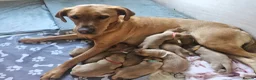 Labrador Retriever dogs for sale: Labrador puppies in Scarborough - Advert 1