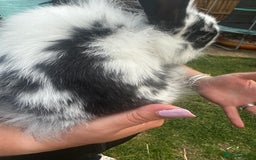 Lionhead rabbits for sale: Baby lion head rabbits for sale - Image 17