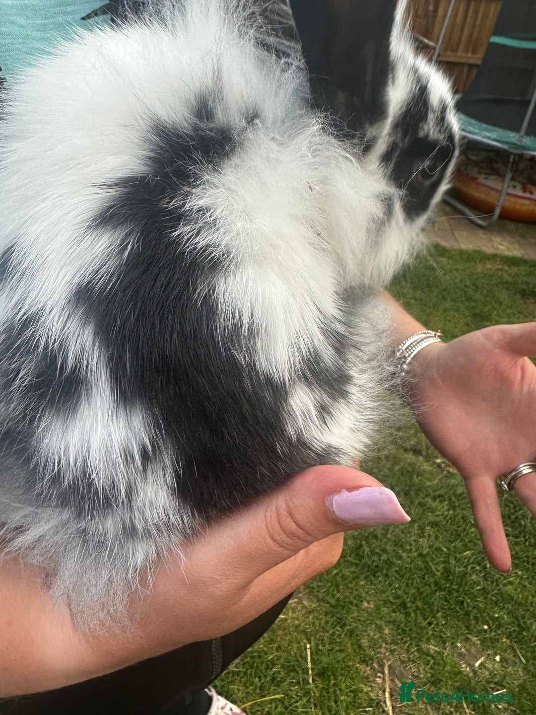 Lionhead rabbits for sale: Baby lion head rabbits for sale - Image 17