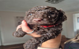 Sproodle dogs for sale: Beautiful Sproodles 1 black girl&1 chocolate boy - Image 2