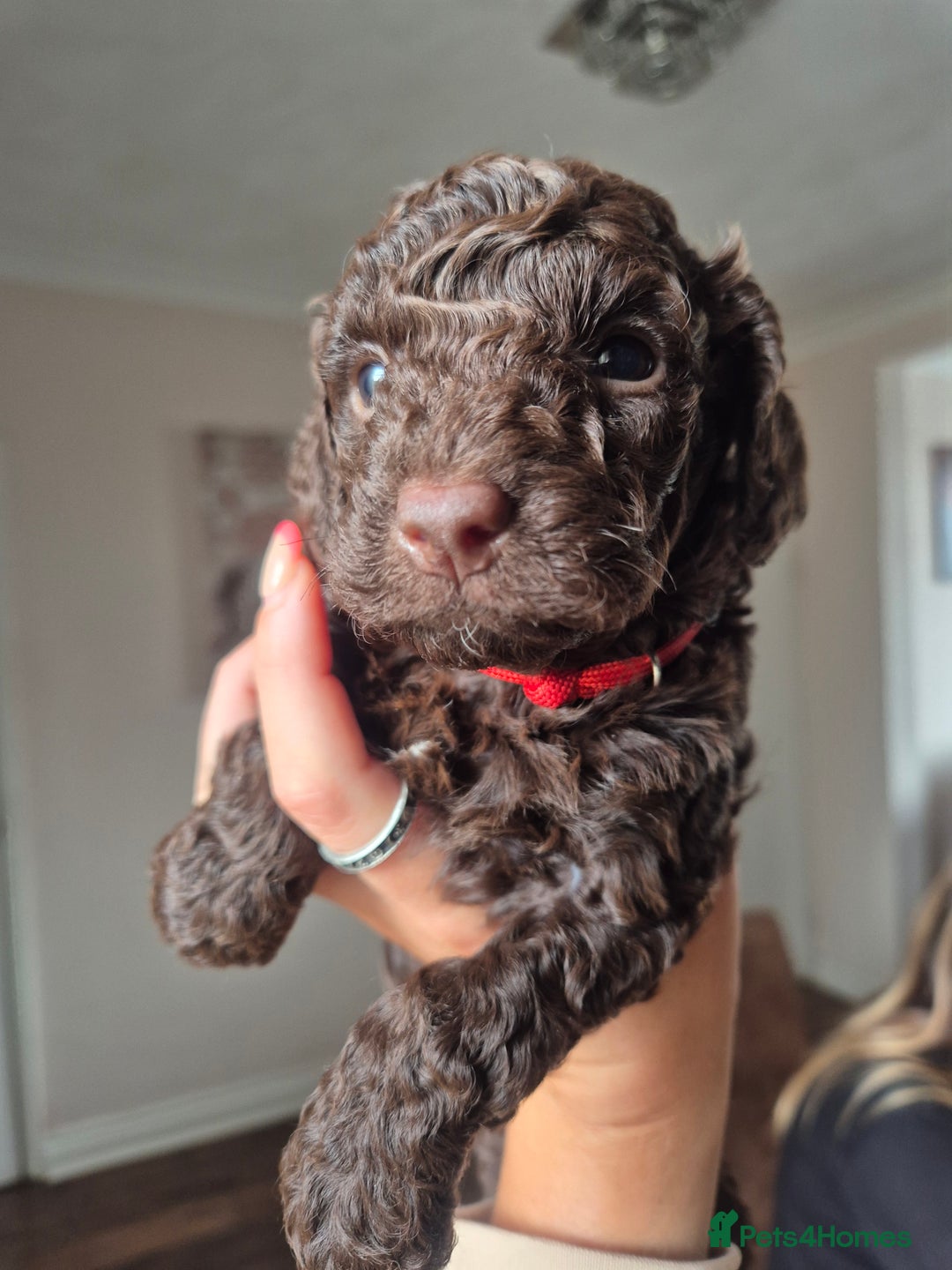 Sproodle dogs for sale: Beautiful Sproodles 1 black girl&1 chocolate boy - Image 2