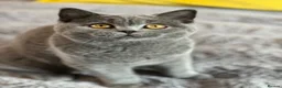 British Shorthair cats for sale: Gccf registered kittens  - Advert 3
