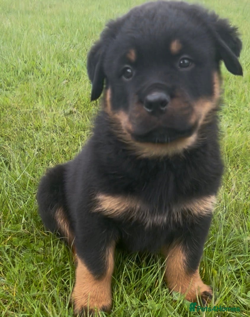 Rottweiler dogs Rottweilers KC reg full tested TOP QUALITY  - Advert 6