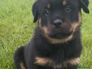 Rottweiler dogs Rottweilers KC reg full tested TOP QUALITY - Advert 6