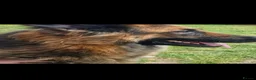 German Shepherd dogs for sale: German shepherd puppies - Advert 3