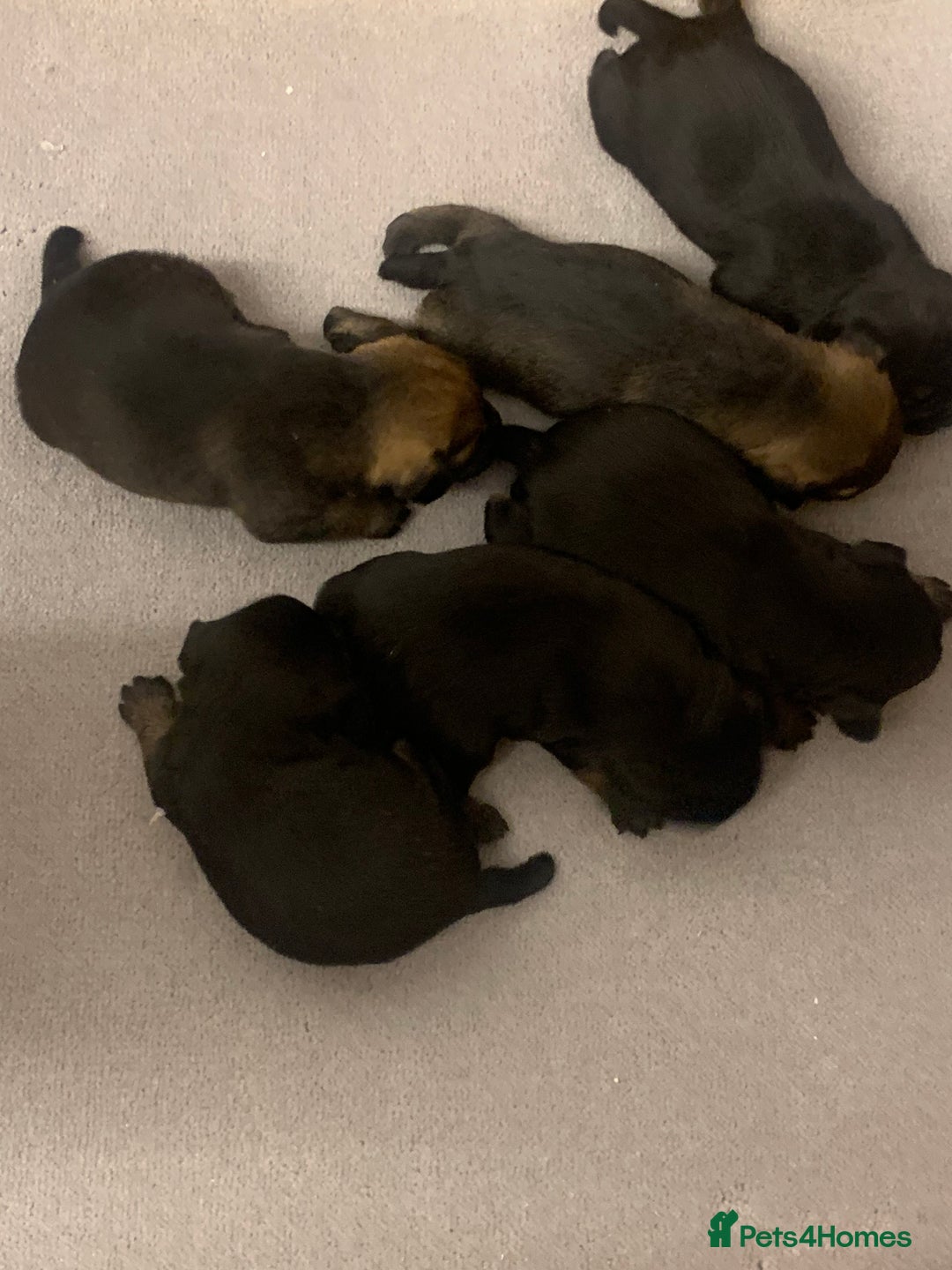 Border Terrier dogs for sale: Quality litter KC Border Terrier pups slem clear - Image 11