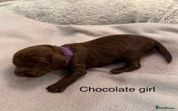 Cockapoo dogs for sale: F1b Cockapoo Puppies - Image 7