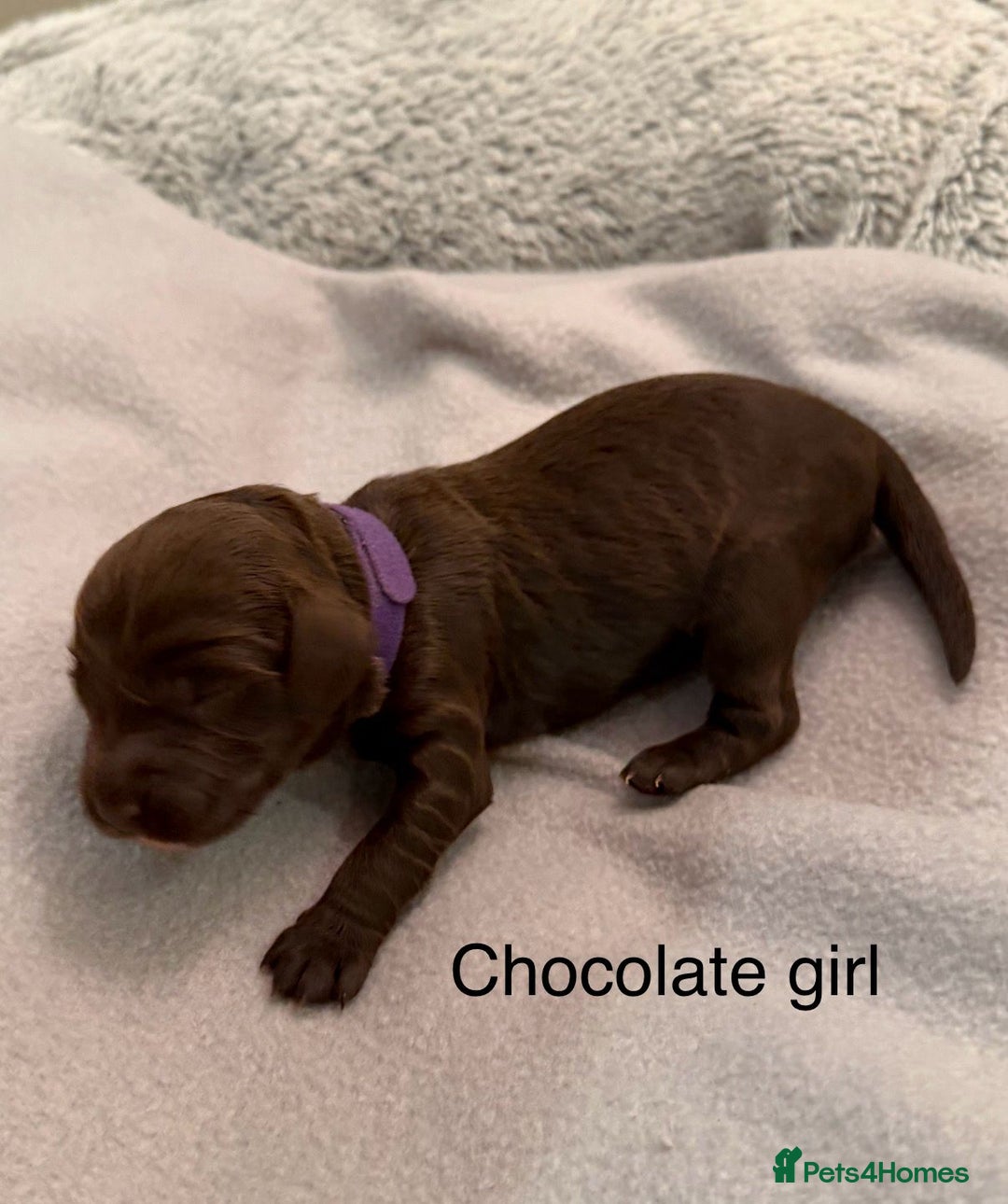 Cockapoo dogs for sale: F1b Cockapoo Puppies - Image 7