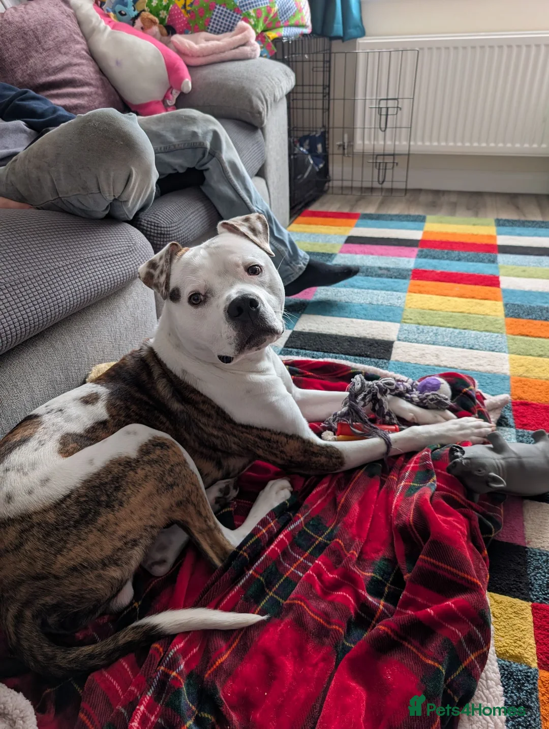 Mixed Breed dogs for sale: Dexter  - Advert 4