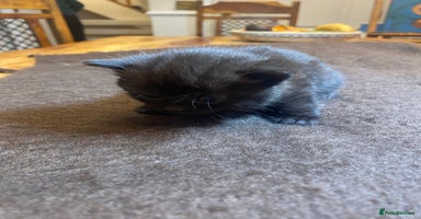 Domestic Shorthair cats - Advert 12