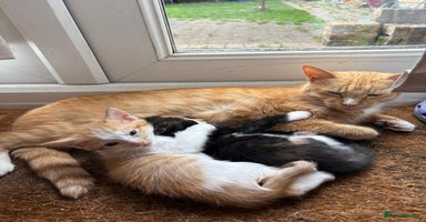 Mixed Breed cats - Advert 4