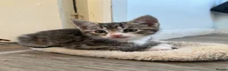 Mixed Breed cats for sale: Tabby’s  - Advert 3