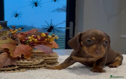 Miniature Dachshund dogs for sale: Miniature smooth dachshunds ready 12th November  - Image 4