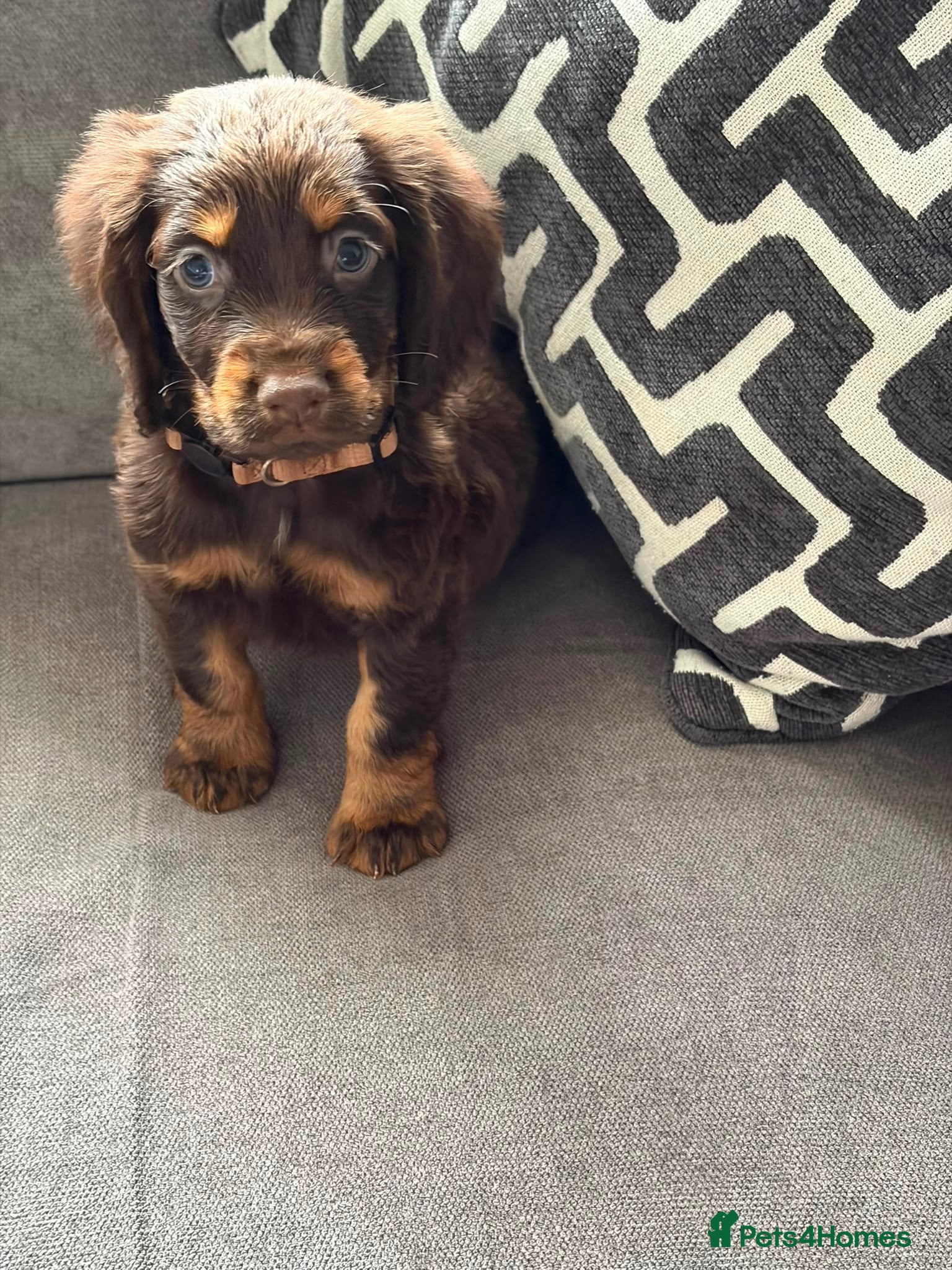 Cocker Spaniel dogs Cocker Spaniel - Advert 12