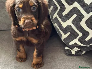 Cocker Spaniel dogs Cocker Spaniel - Advert 12