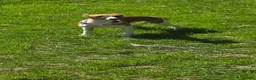 Whippet dogs for sale: Kc registered whippet puppy - Advert 4