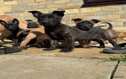 Belgian Shepherd Dog dogs for sale: Dutch herder puppys for sale  - Image 3