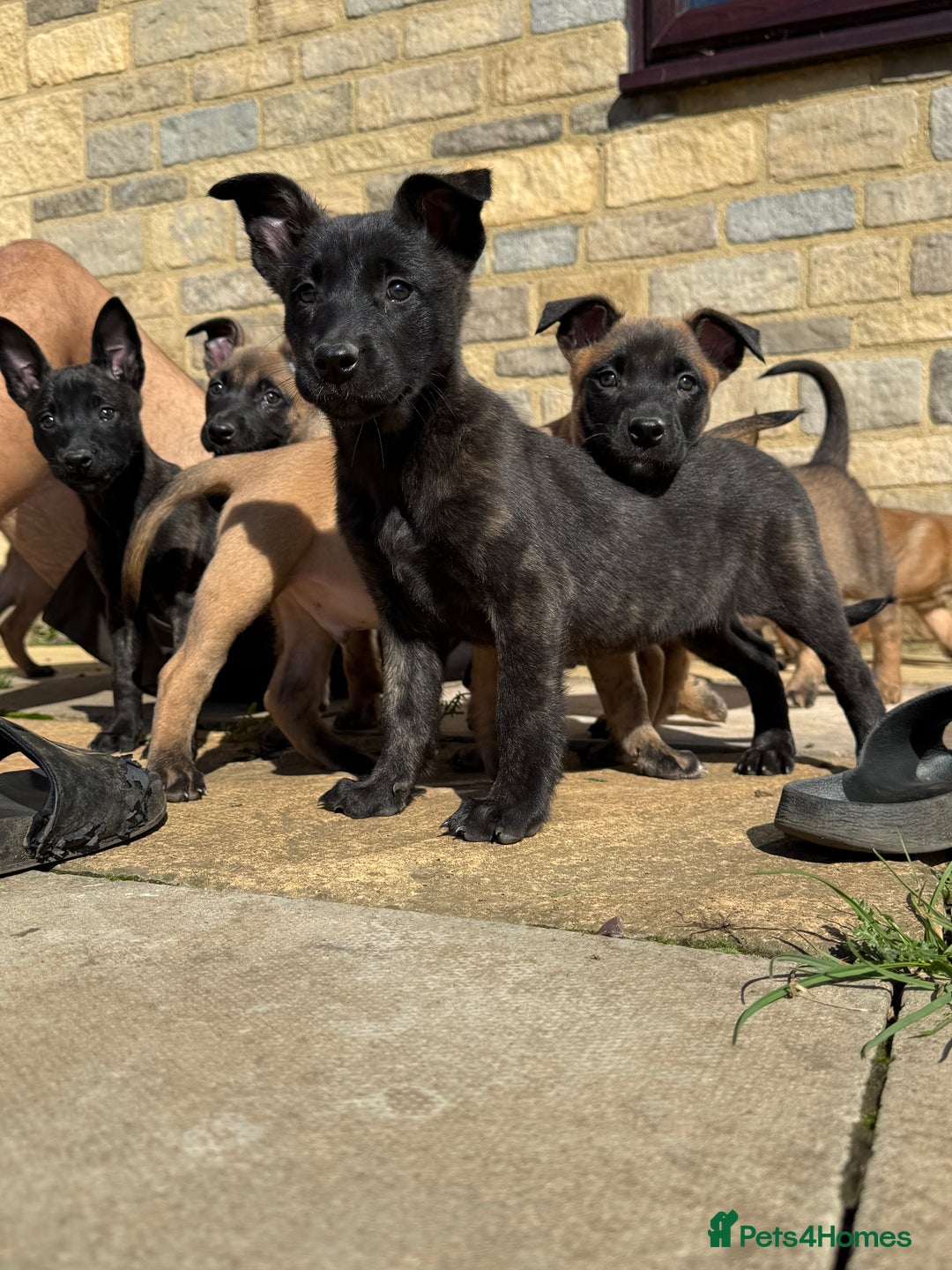 Belgian Shepherd Dog dogs for sale: Dutch herder puppys for sale  - Image 3