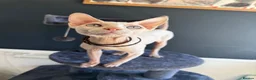 Sphynx cats for stud: Handsome Boy for stud in King's Lynn - Advert 2