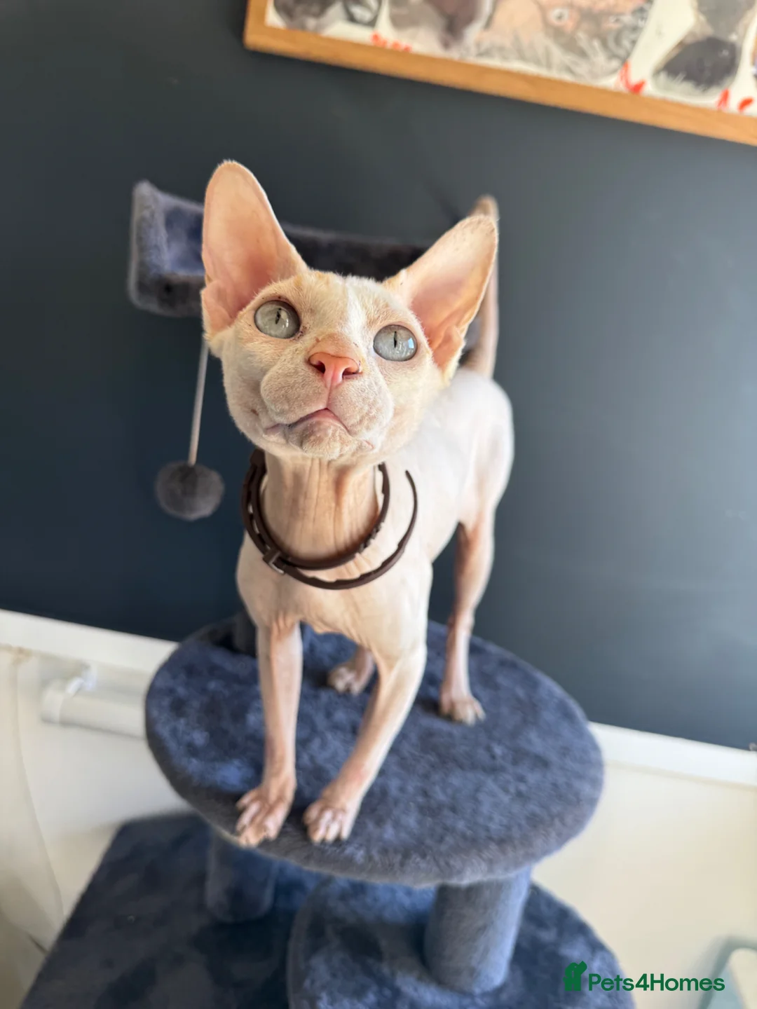 Sphynx cats for stud: Handsome Boy for stud in King's Lynn - Advert 2