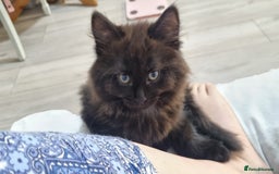 Turkish Angora cats for sale: Beautiful Fluffy Kittens Looking for Loving Homes - Image 14
