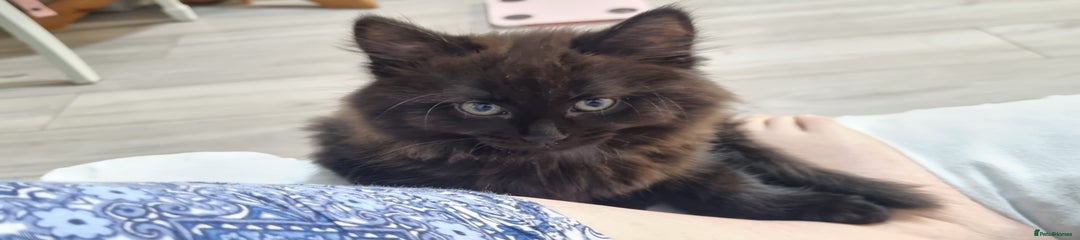 Turkish Angora Kitten 2