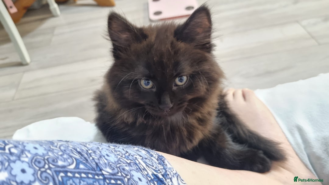 Turkish Angora cats for sale: Beautiful Fluffy Kittens Looking for Loving Homes - Image 14