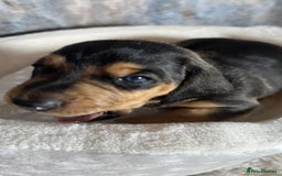 Dachshund dogs for sale: Standered dachunds. Only 2 remain - Image 12