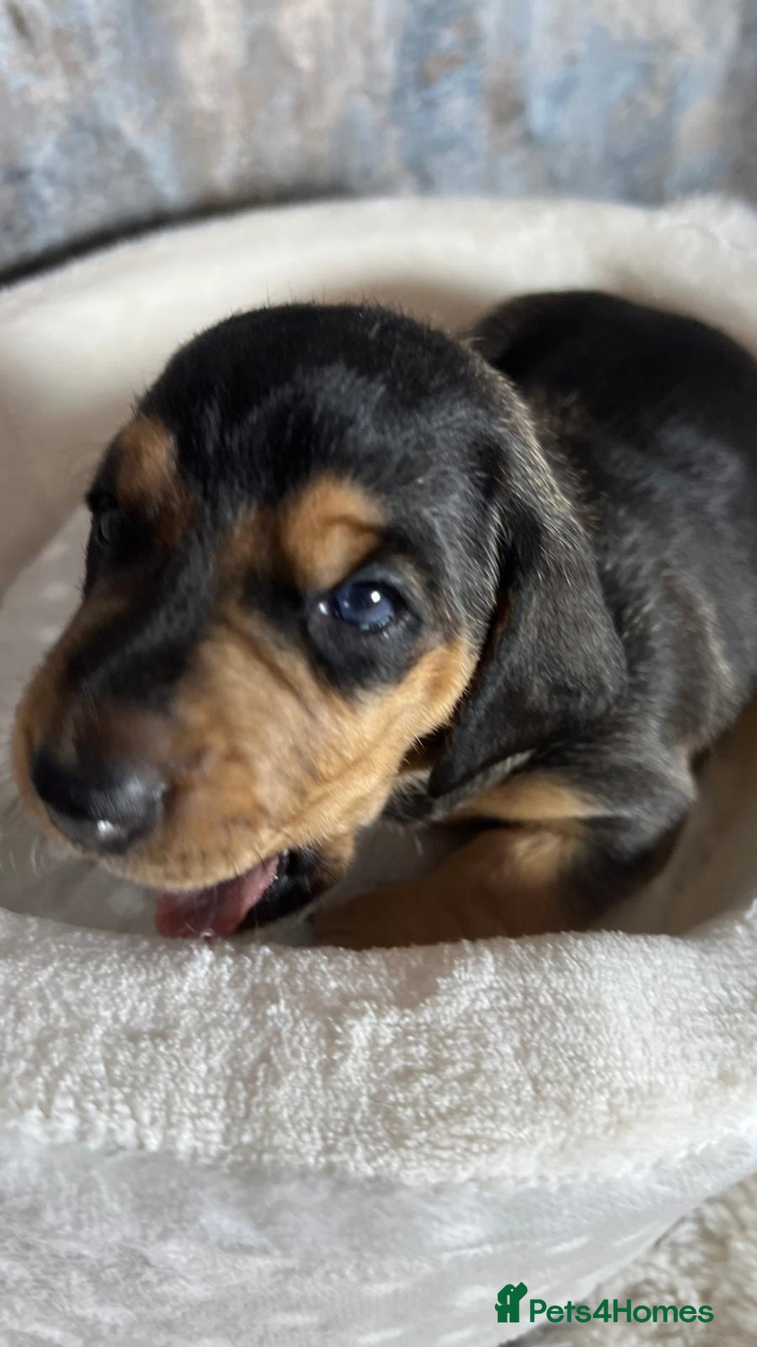Dachshund dogs for sale: Standered dachunds. Only 2 remain - Image 12