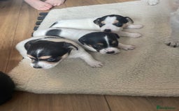 Jack Russell dogs for sale: Jack russell puppies - Image 4