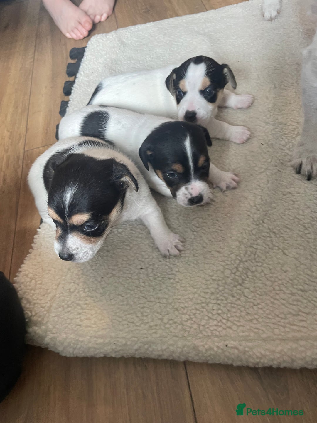 Jack Russell dogs for sale: Jack russell puppies - Image 4