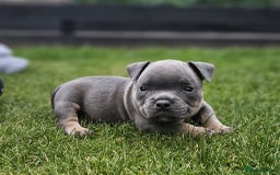 American Bully dogs for sale: Micro Exotic Bully - Image 1