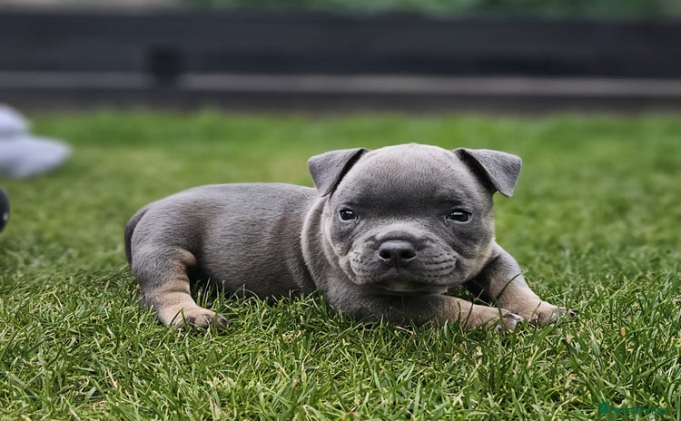 American Bully dogs - Advert 6