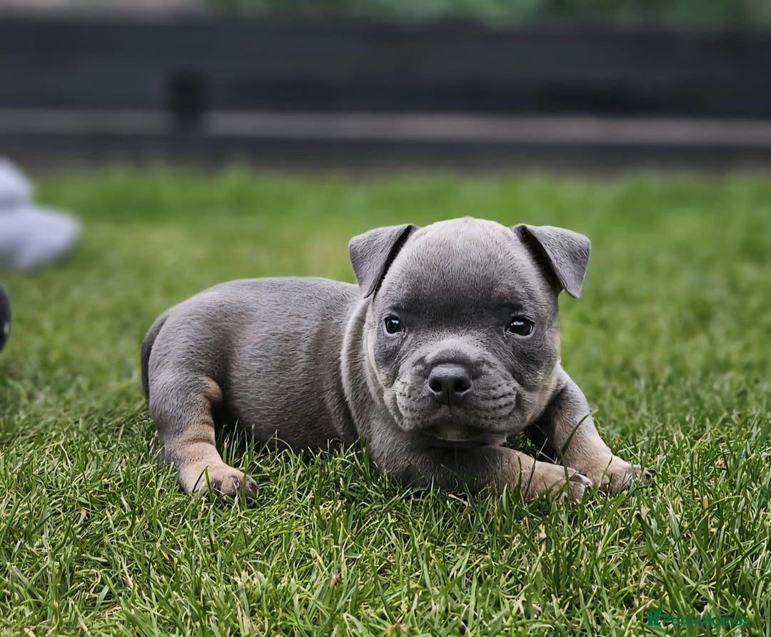 American Bully dogs for sale: Micro Exotic Bully - Image 1