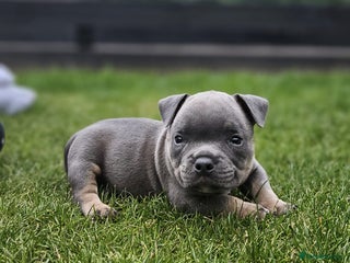 American Bully dogs - Advert 18