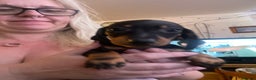 Dachshund dogs for sale: Beautiful dachshund puppies ready now - Advert 8