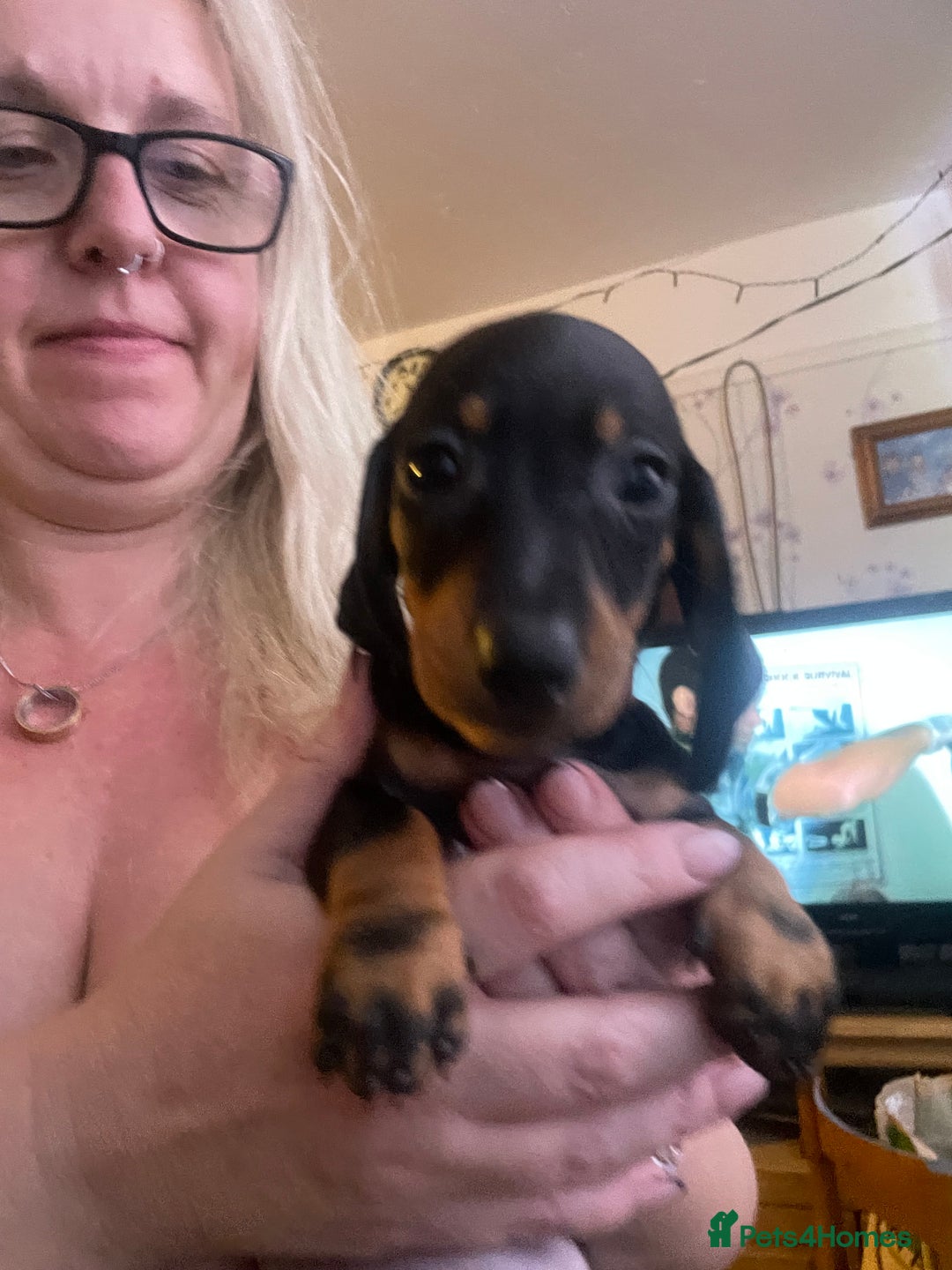 Dachshund dogs for sale: Beautiful dachshund puppies ready now - Image 8