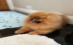Pomeranian dogs for sale: Orange male Pomeranian Russian lines 🧡 - Image 5