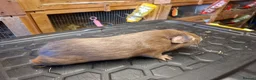 Guinea Pig rodents for sale: Male and female baby guinea pigs for sale - Advert 19