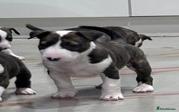 English Bull Terrier dogs for sale: Puppies Available  - Image 11