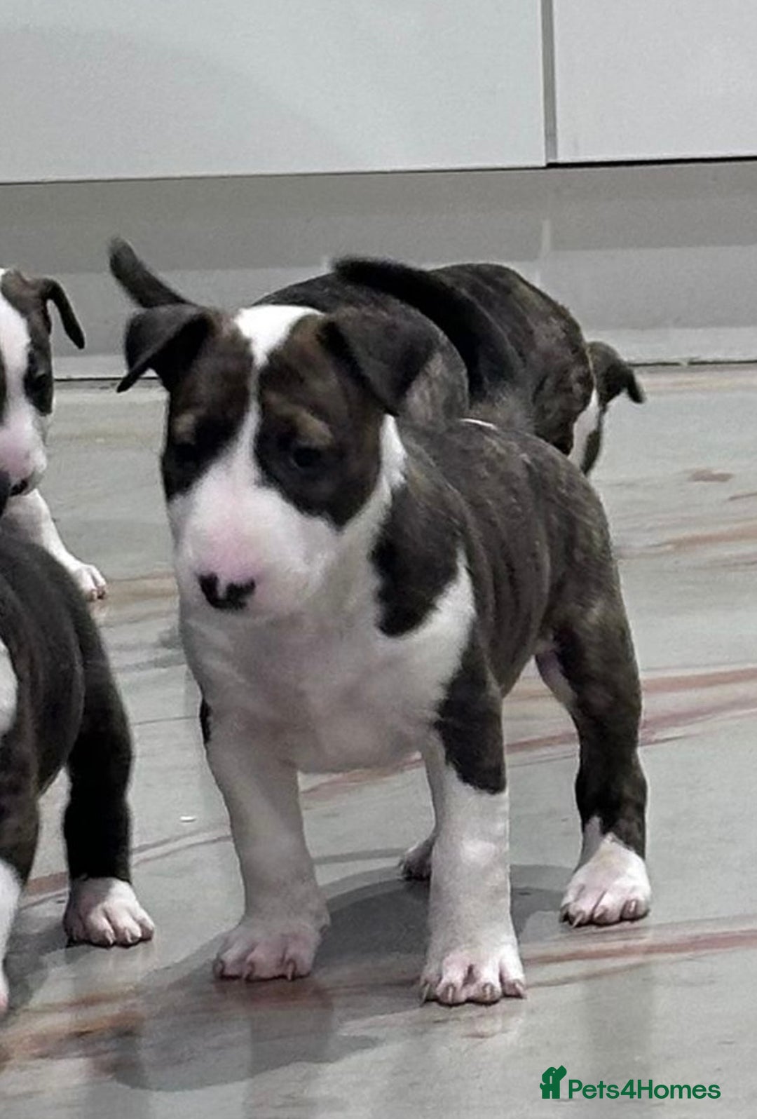 English Bull Terrier dogs for sale: Puppies Available  - Image 11