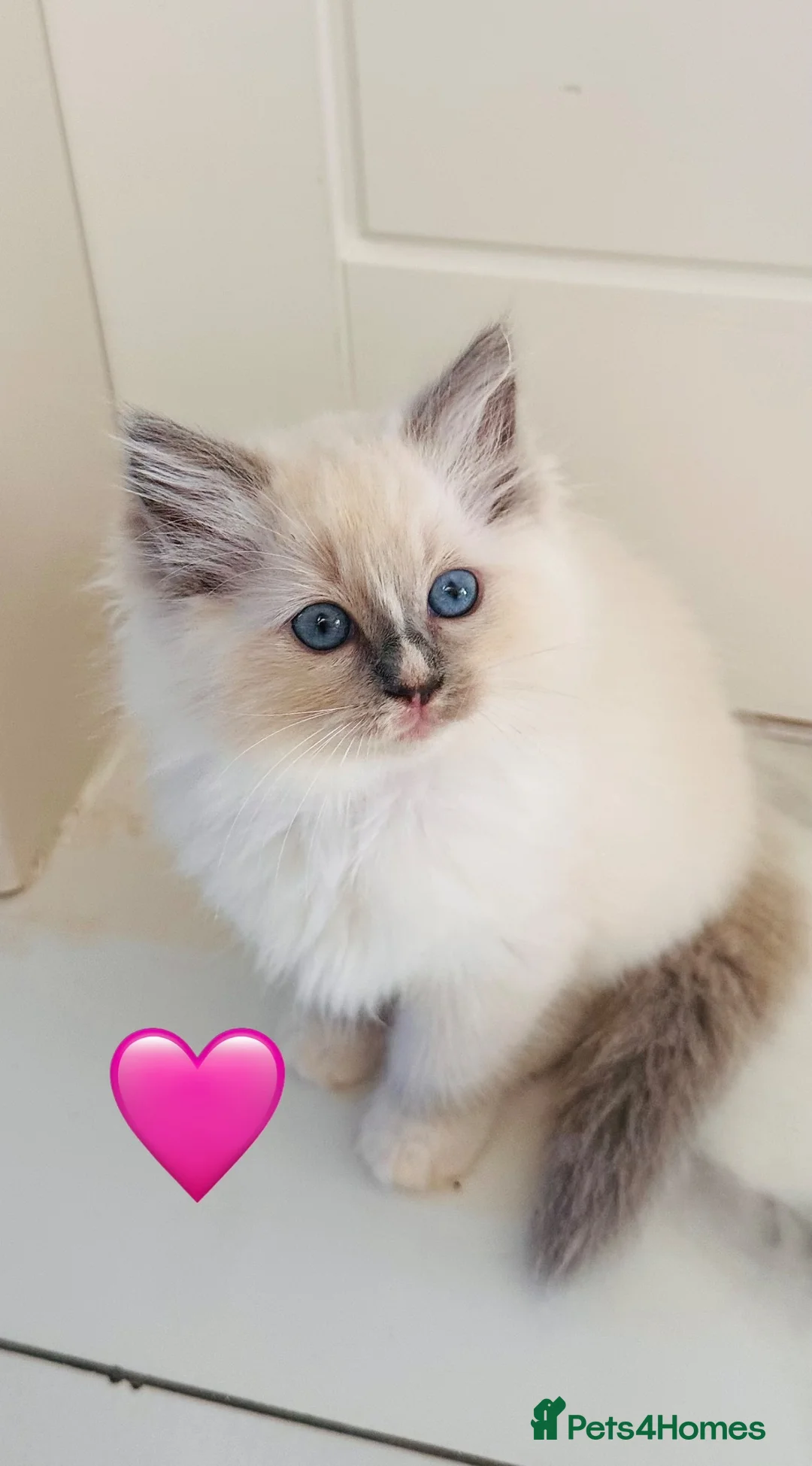 Ragdoll cats for sale: 🩷💕💝ONLY 5 left GCCF Registered kittens 😻😻 - Advert 2