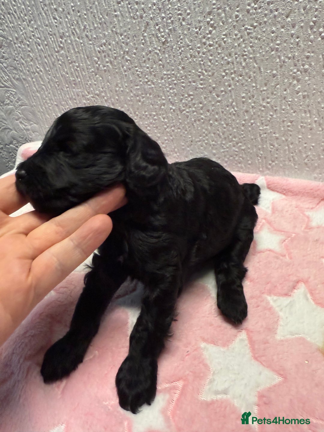 Cockapoo dogs for sale: F2 cockapoo puppies LAST GIRL  - Advert 2