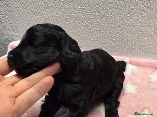 Cockapoo dogs F2 cockapoo puppies LAST GIRL - Advert 7