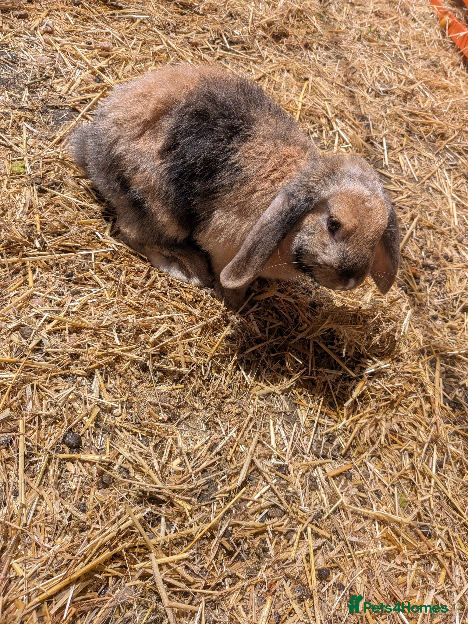 English Lop rabbits Male English lop - Advert 1