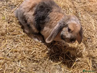 English Lop rabbits Male English lop ( not been done ) - Advert 4