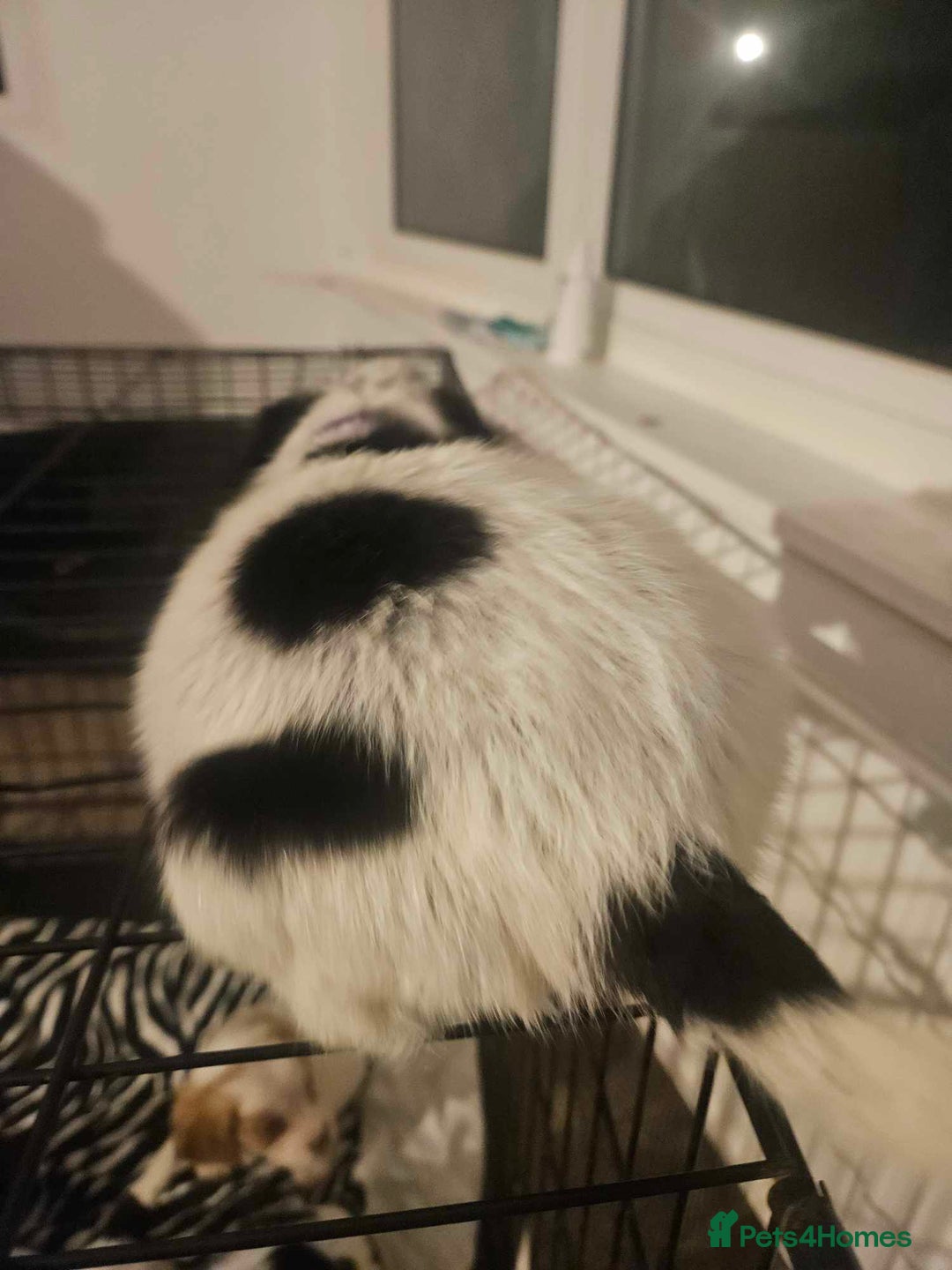 Cocker Spaniel dogs for sale: Cocka spaniel - Advert 12