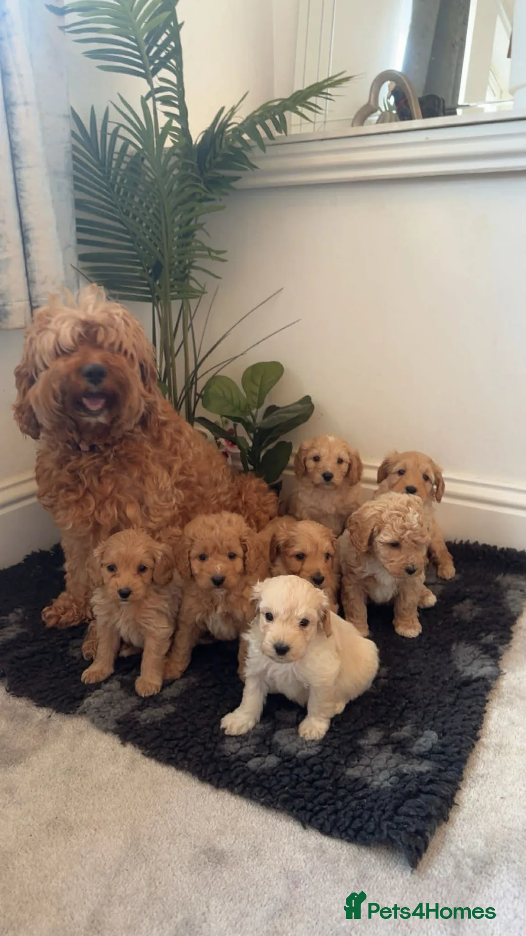 Cockapoo dogs for sale: Cockapoo puppies  - Advert 1