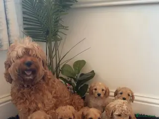 Cockapoo dogs Cockapoo puppies - Advert 3